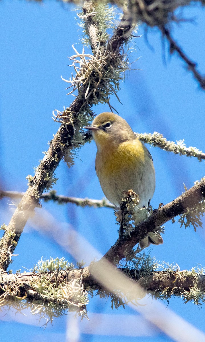 Pine Warbler - ML193730461