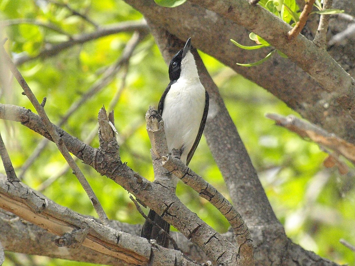 Paperbark Flycatcher - ML193731791