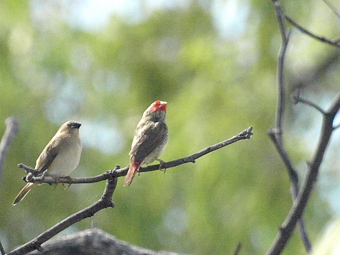 Star Finch - ML193731841