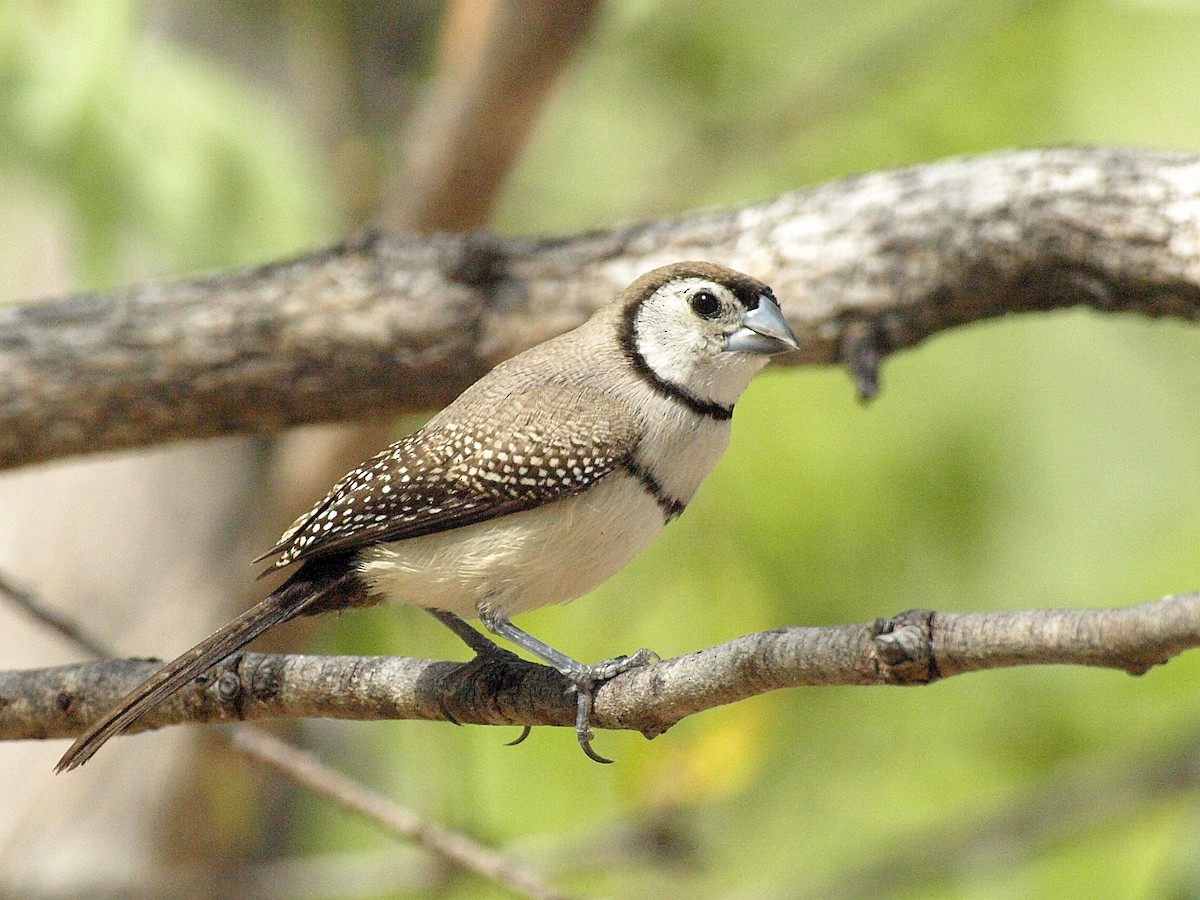Double-barred Finch - ML193731901