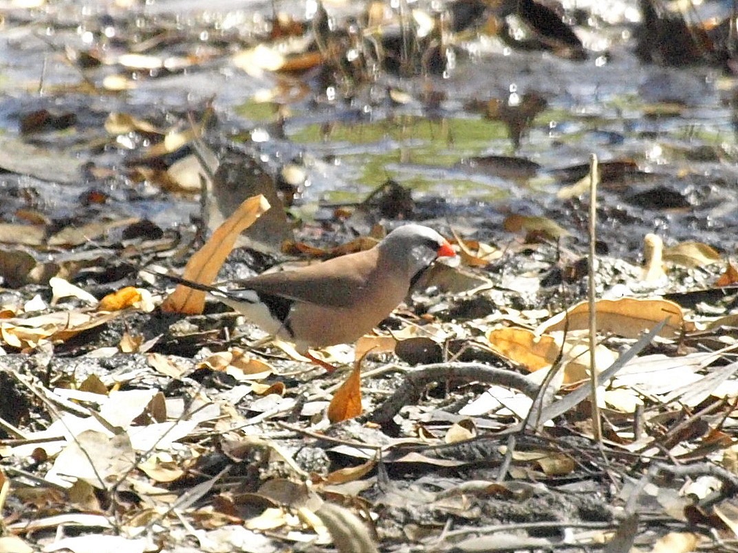 Long-tailed Finch - ML193731961
