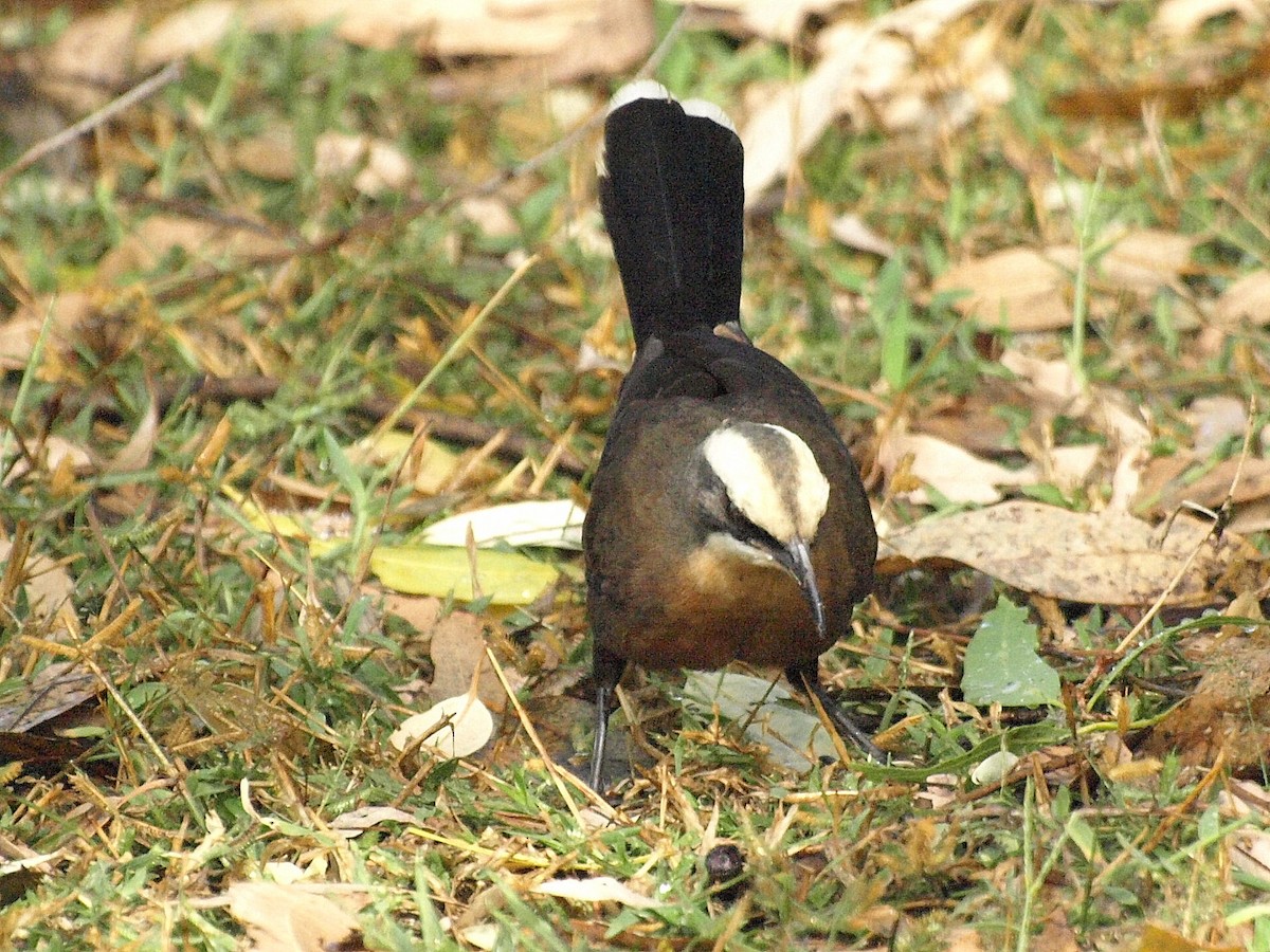 Gray-crowned Babbler - ML193732031