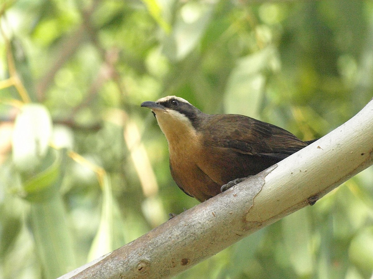 Gray-crowned Babbler - ML193732051