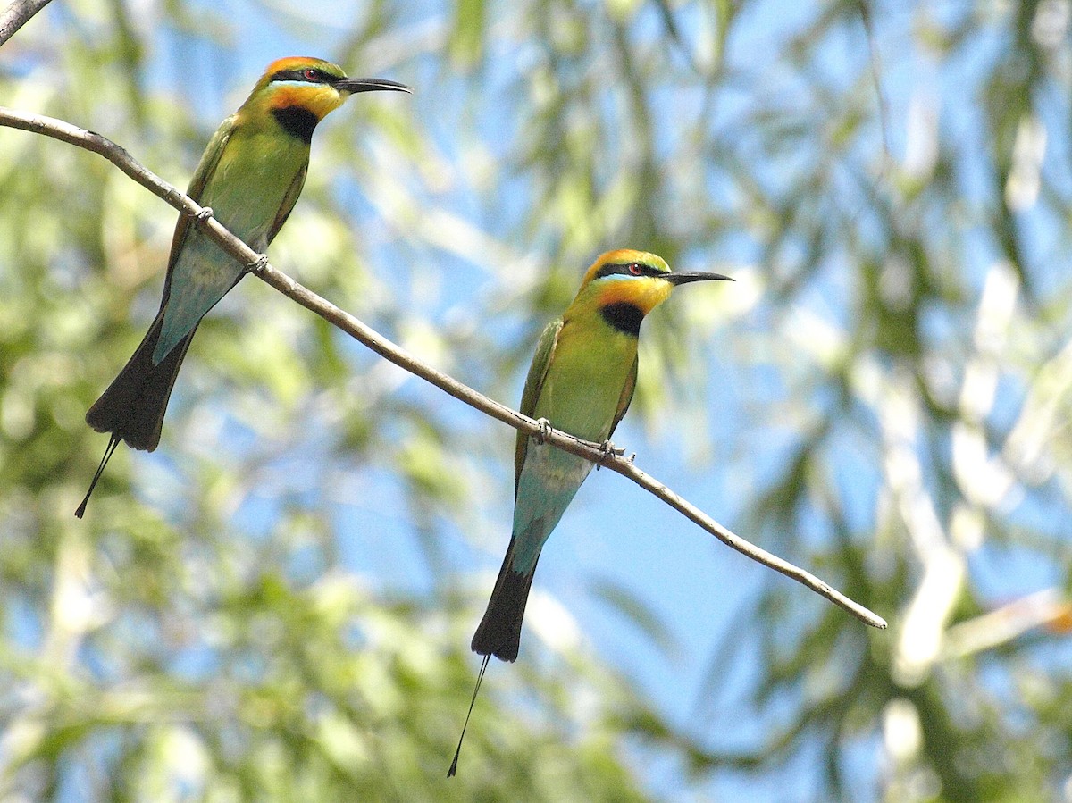 Rainbow Bee-eater - ML193732421
