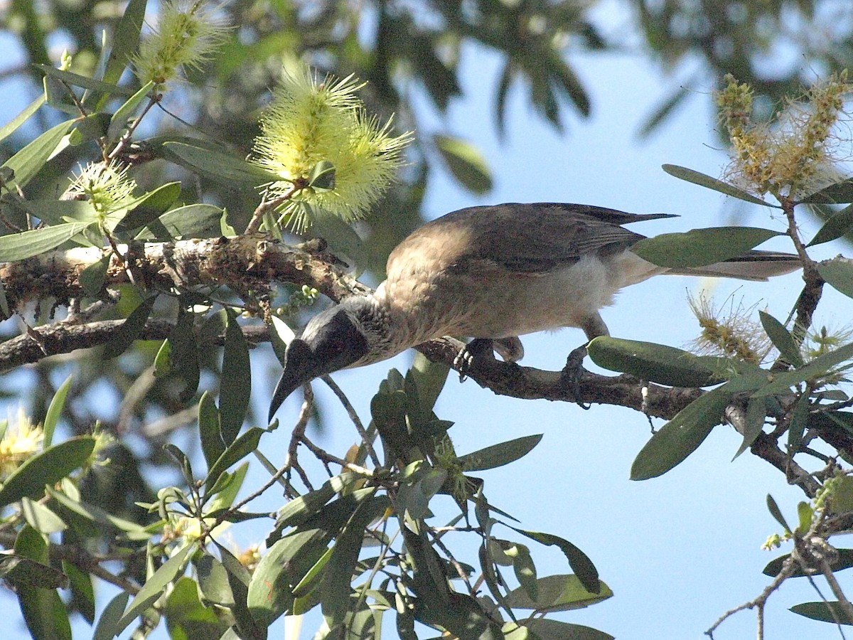 Silver-crowned Friarbird - ML193732461