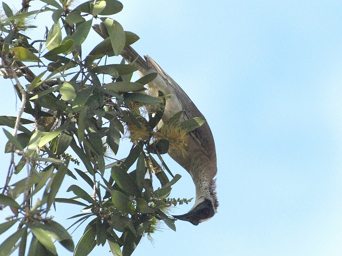 Silver-crowned Friarbird - ML193732491