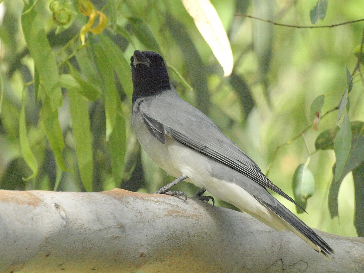 Black-faced Cuckooshrike - ML193732621