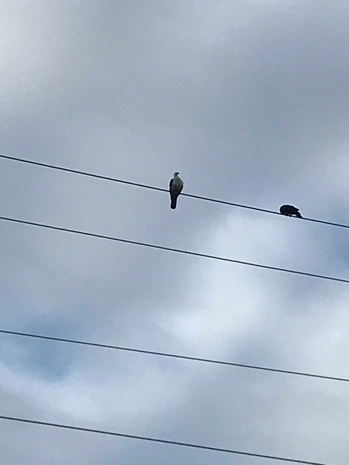 White-headed Pigeon - ML193733151