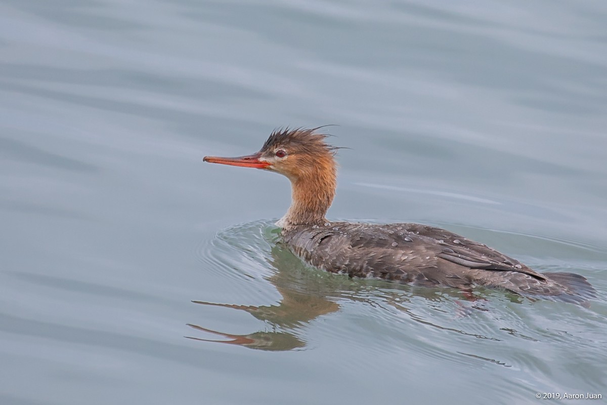 Red-breasted Merganser - ML193734171