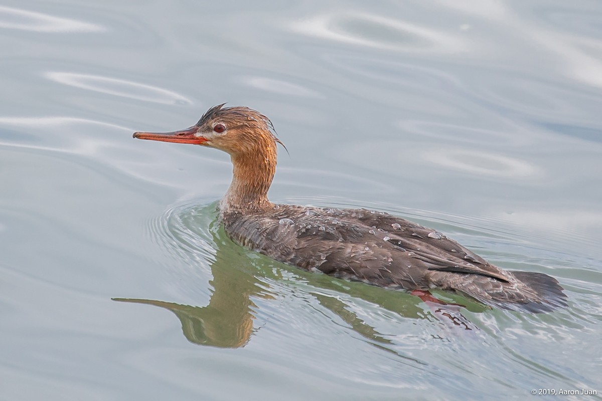 Red-breasted Merganser - ML193734191