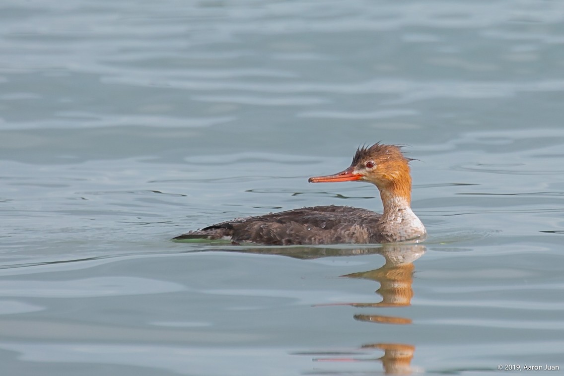 Red-breasted Merganser - ML193734281