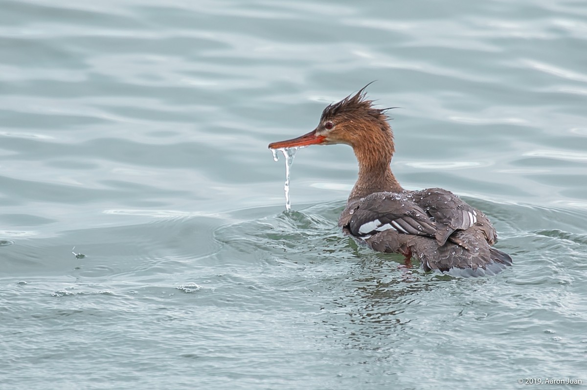 Red-breasted Merganser - ML193734321