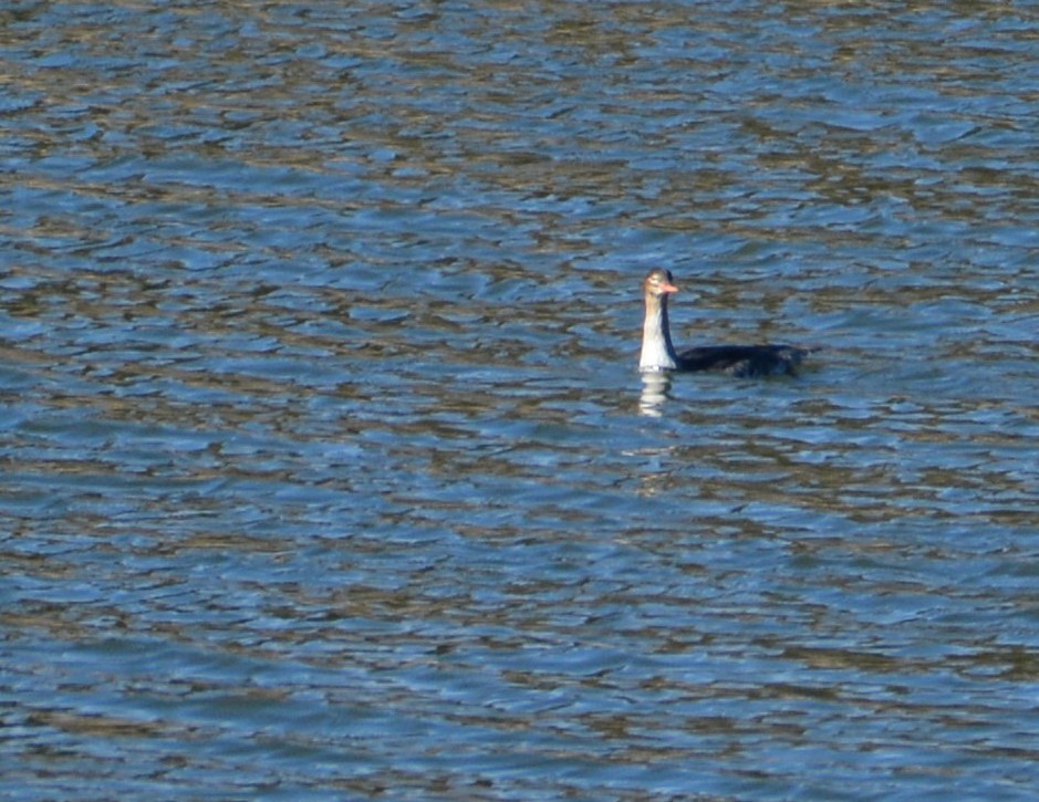 Red-breasted Merganser - ML193735511