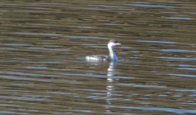 Horned Grebe - ML193735641