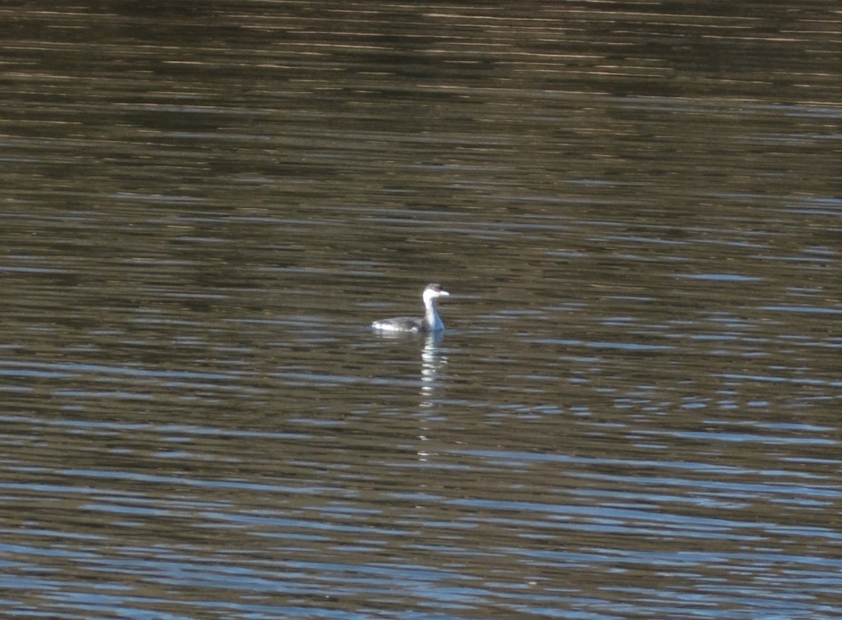 Horned Grebe - ML193735691