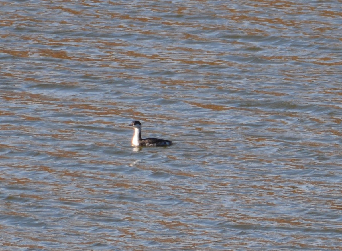 Horned Grebe - ML193735711