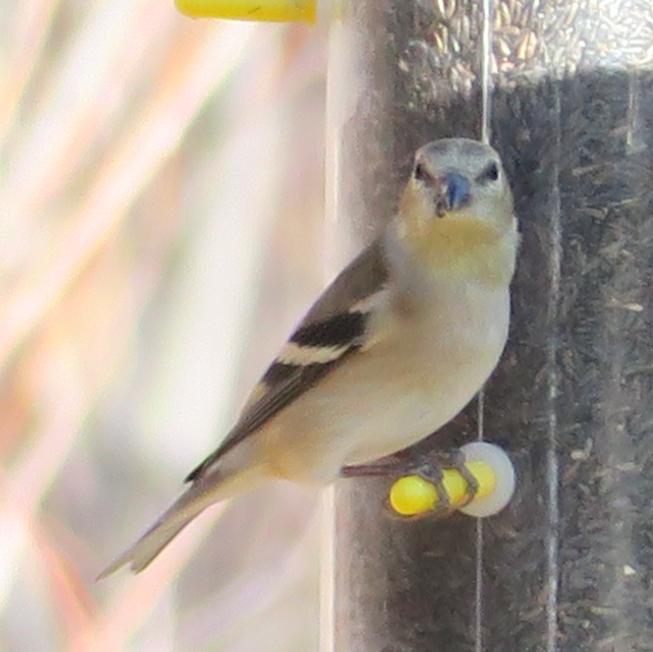 American Goldfinch - art reisman