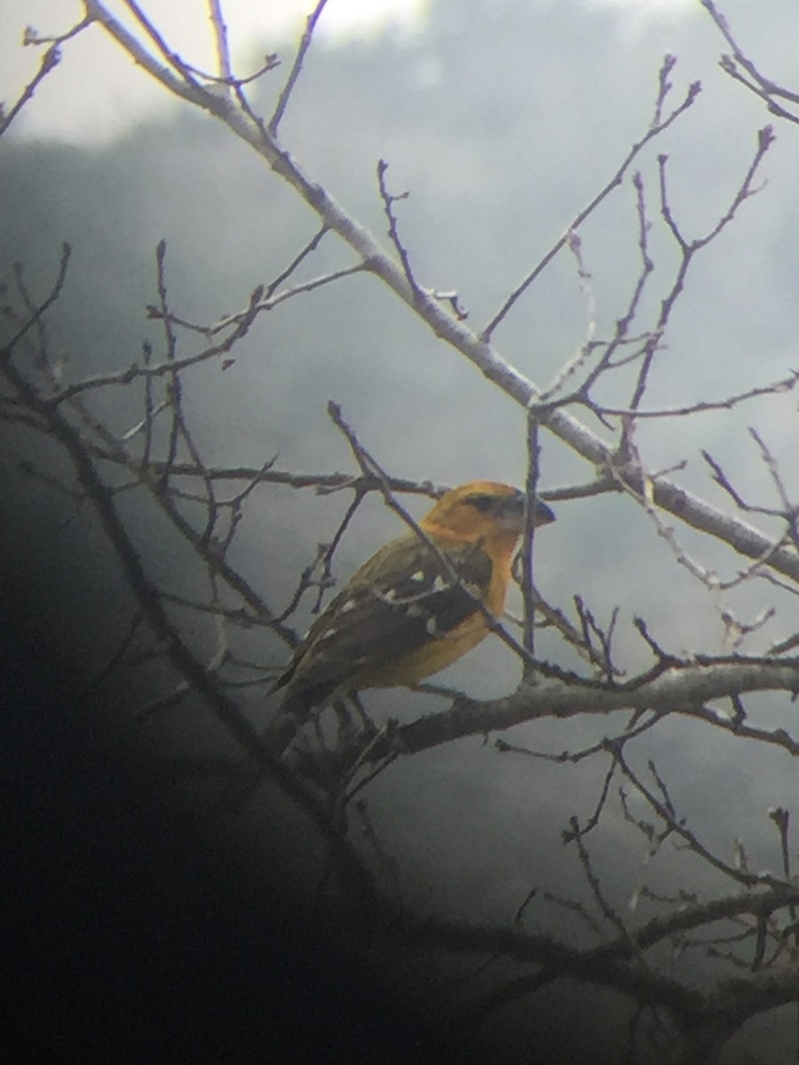 Yellow Grosbeak - ML193738131