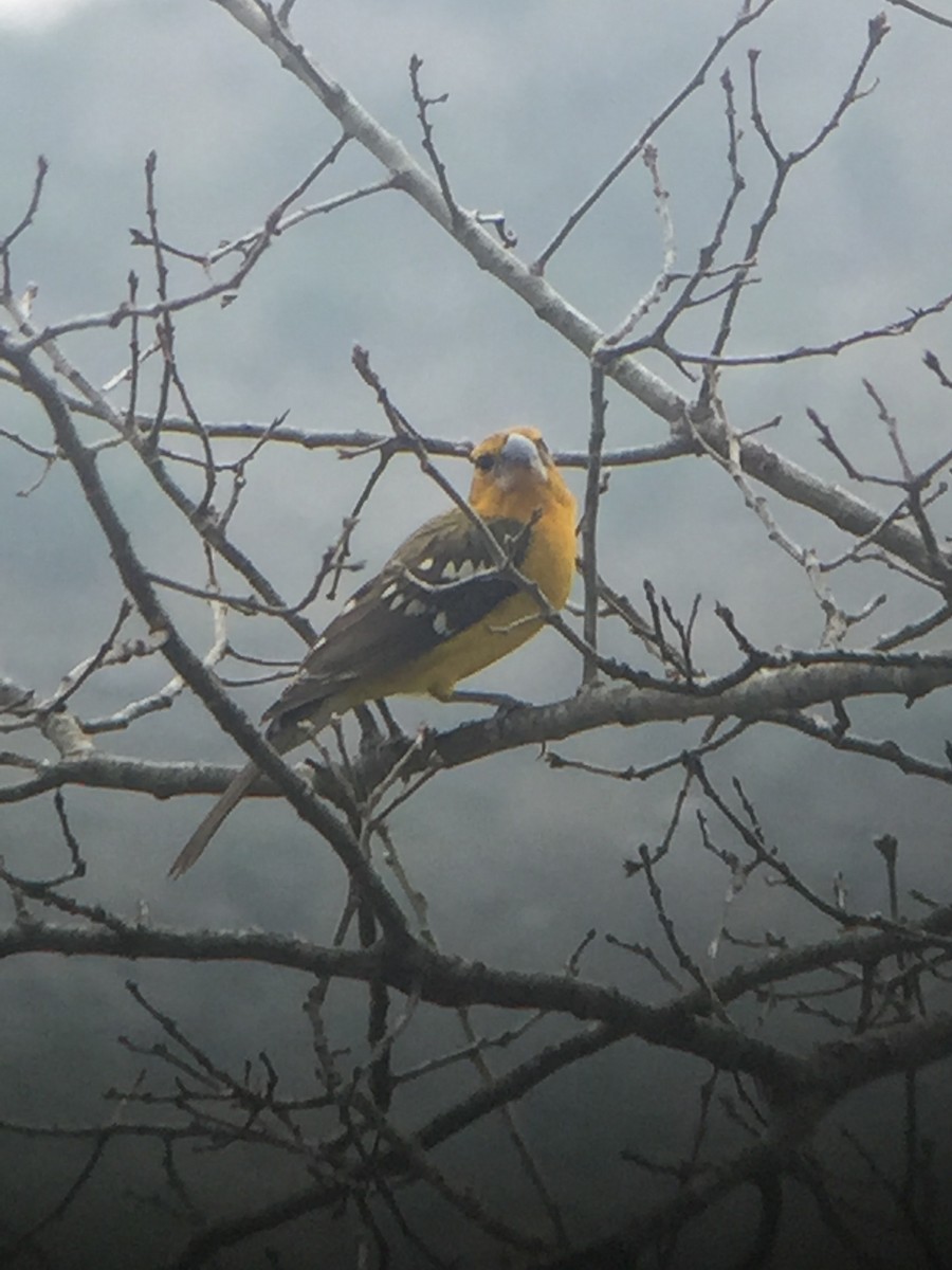 Yellow Grosbeak - ML193738141