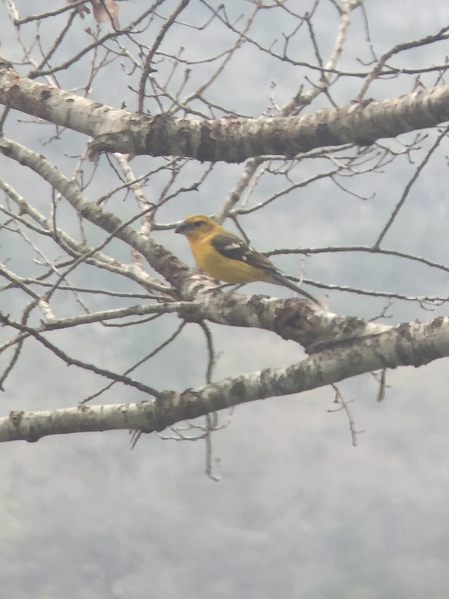 Yellow Grosbeak - ML193738151