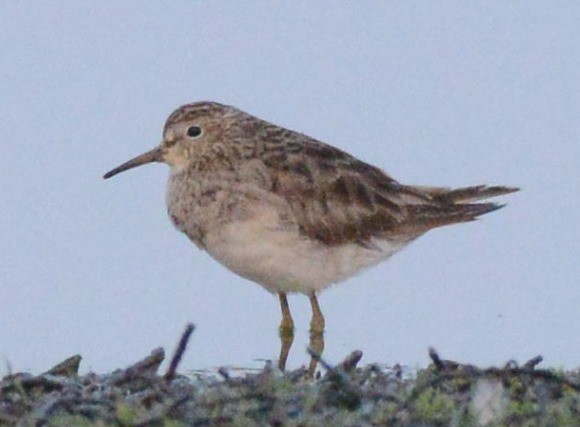 Pectoral Sandpiper - ML193738571