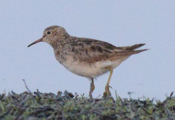 Graubrust-Strandläufer - ML193738581