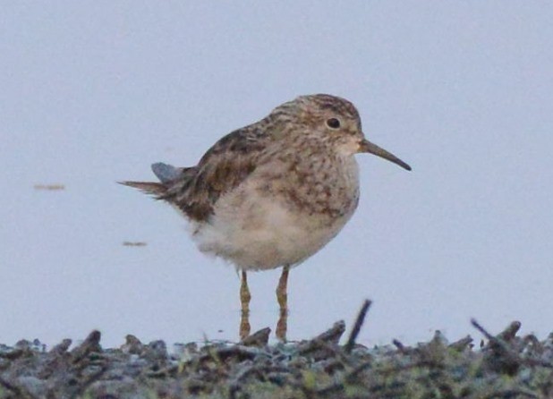 Pectoral Sandpiper - ML193738591