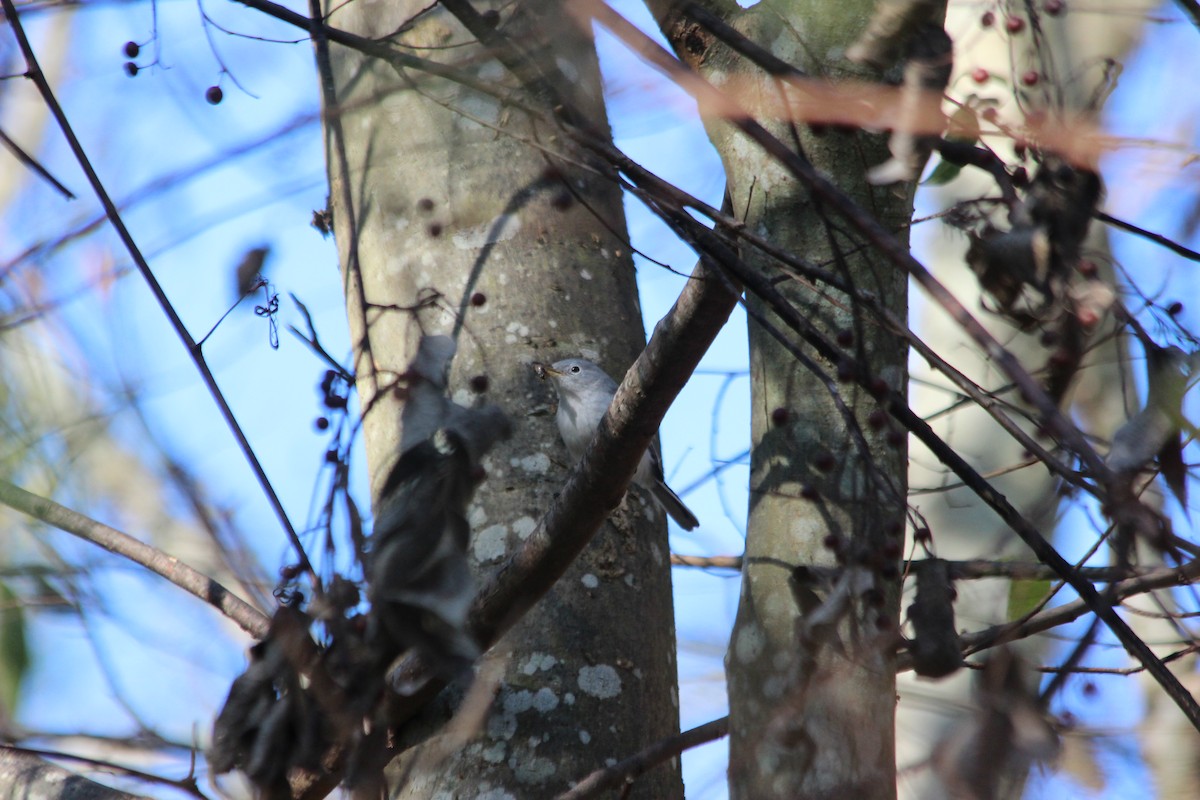 Blue-gray Gnatcatcher - John Keegan