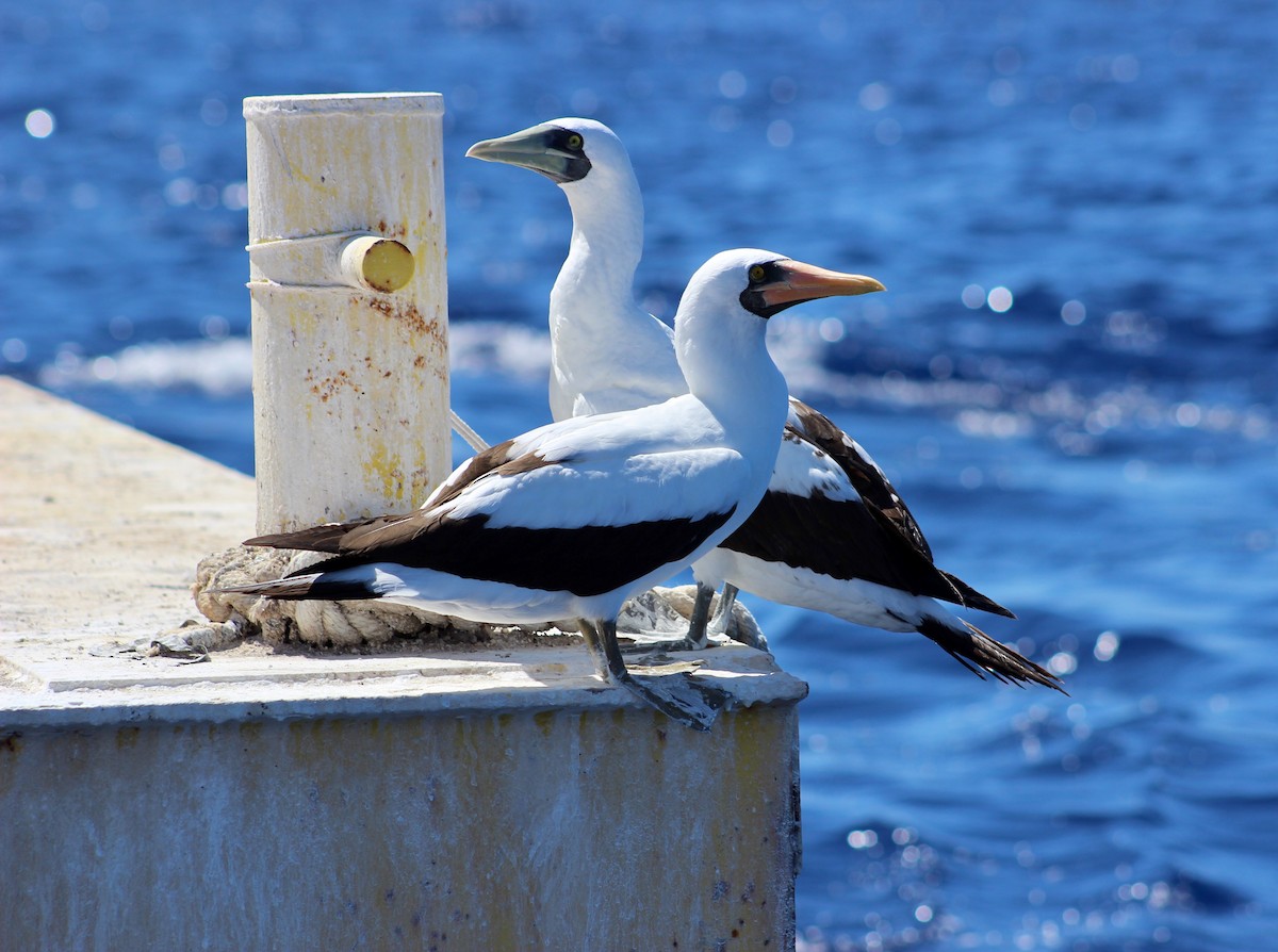 Nazca Booby - ML193739721