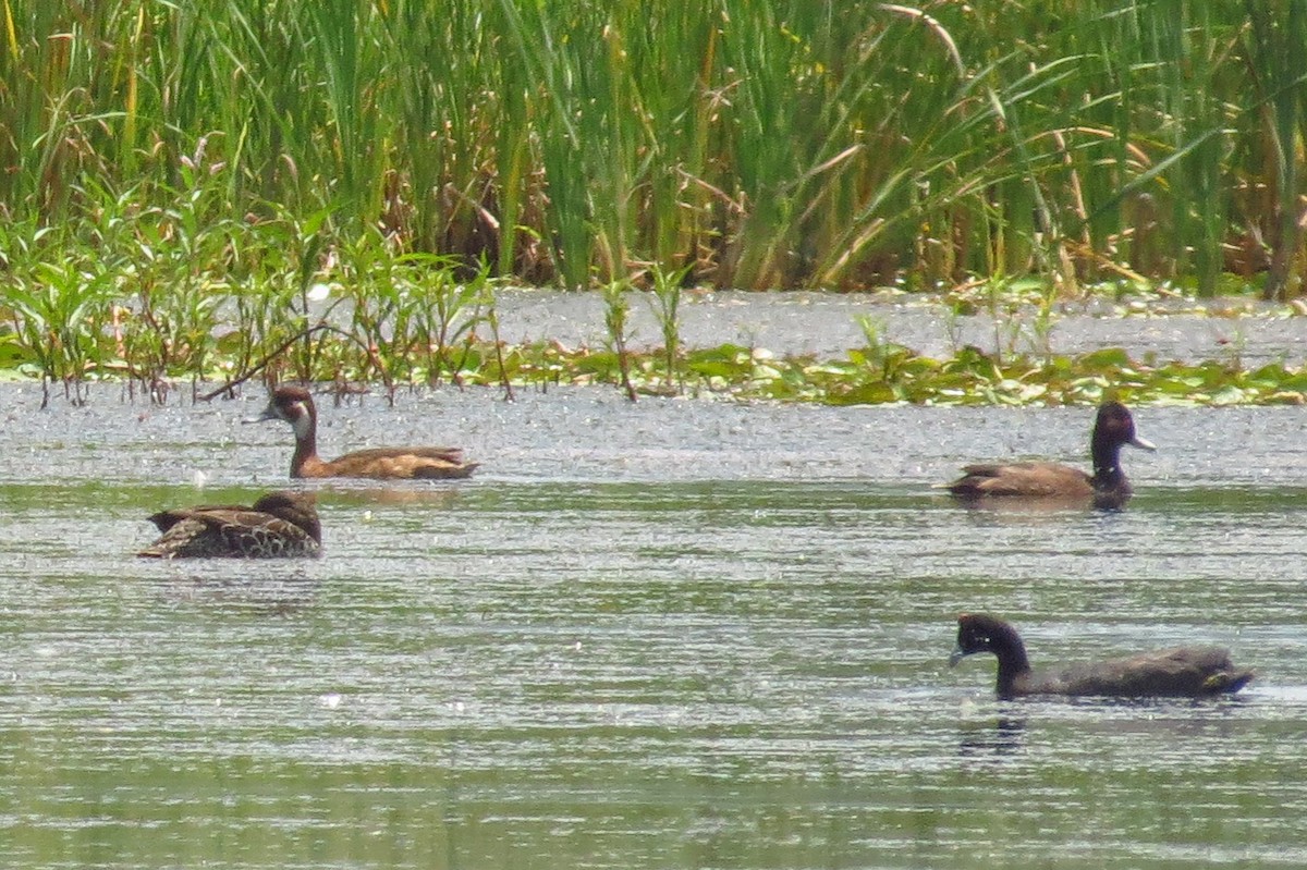 Southern Pochard - ML193740171