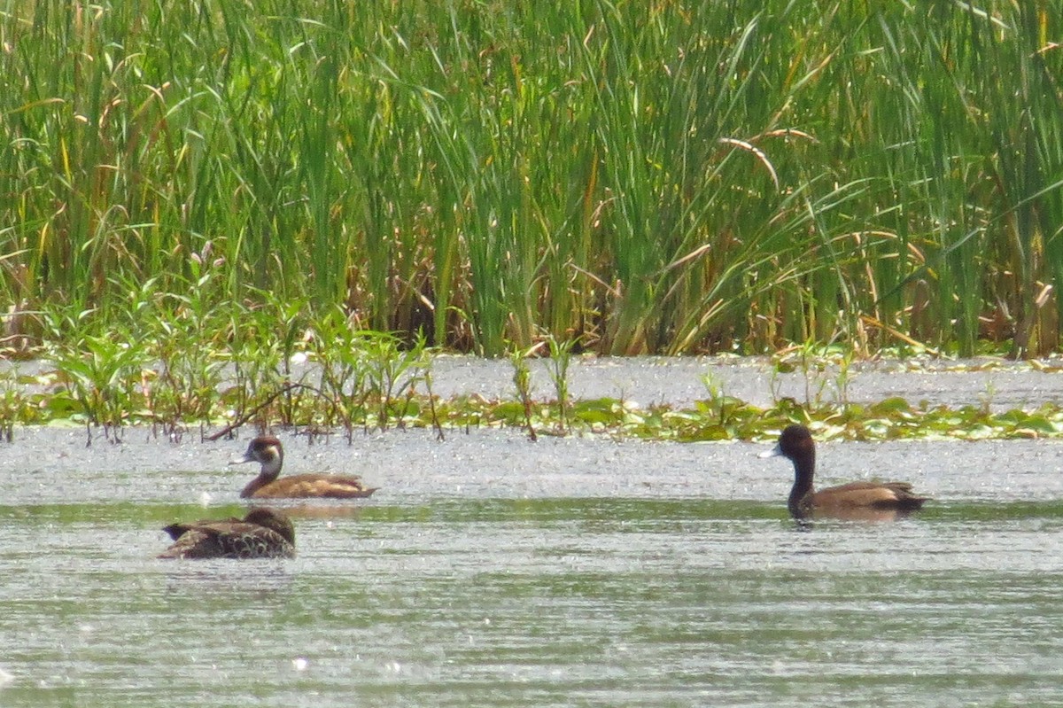 Southern Pochard - ML193740181