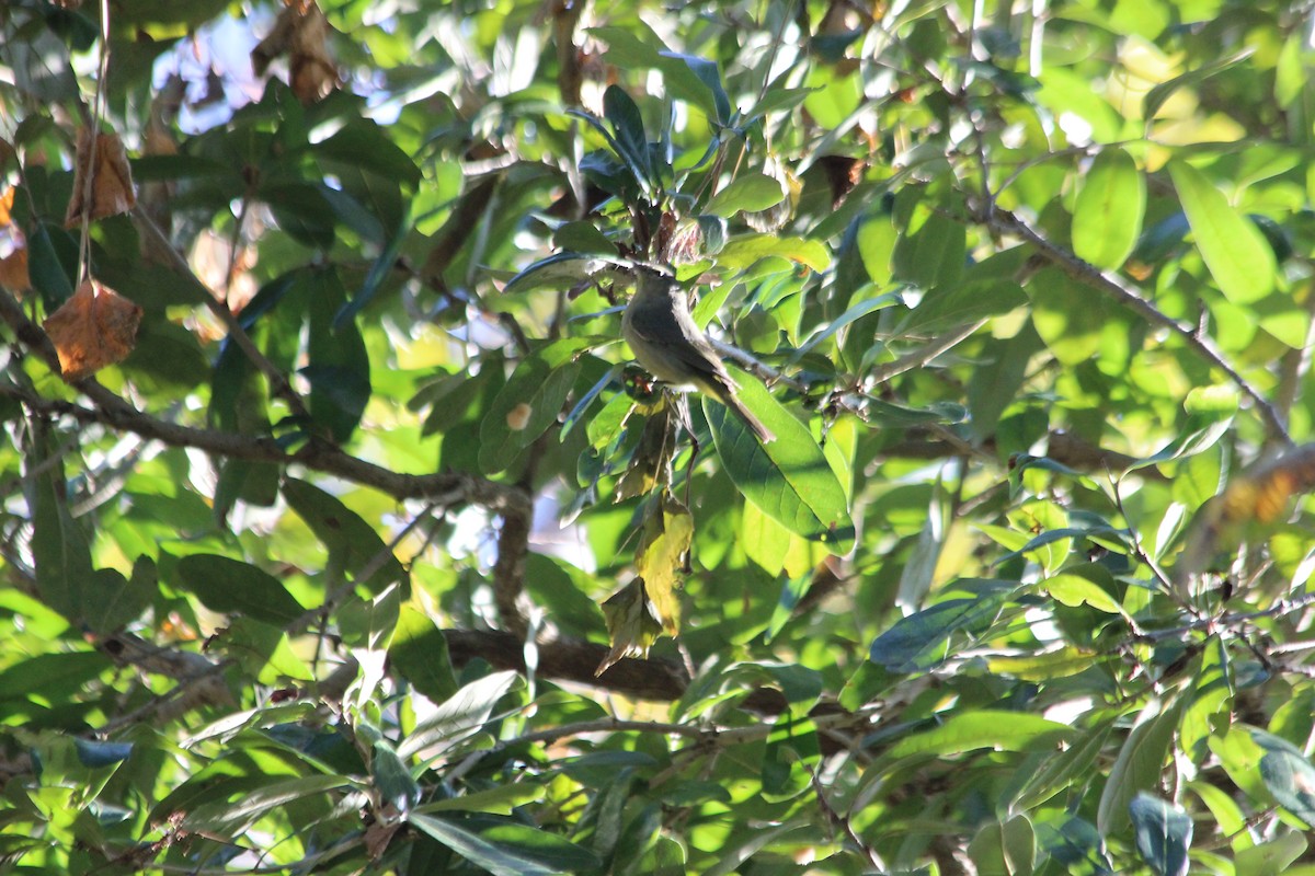 Orange-crowned Warbler - John Keegan