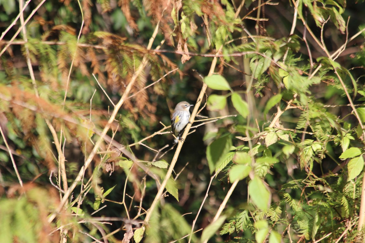 Yellow-rumped Warbler - ML193741011