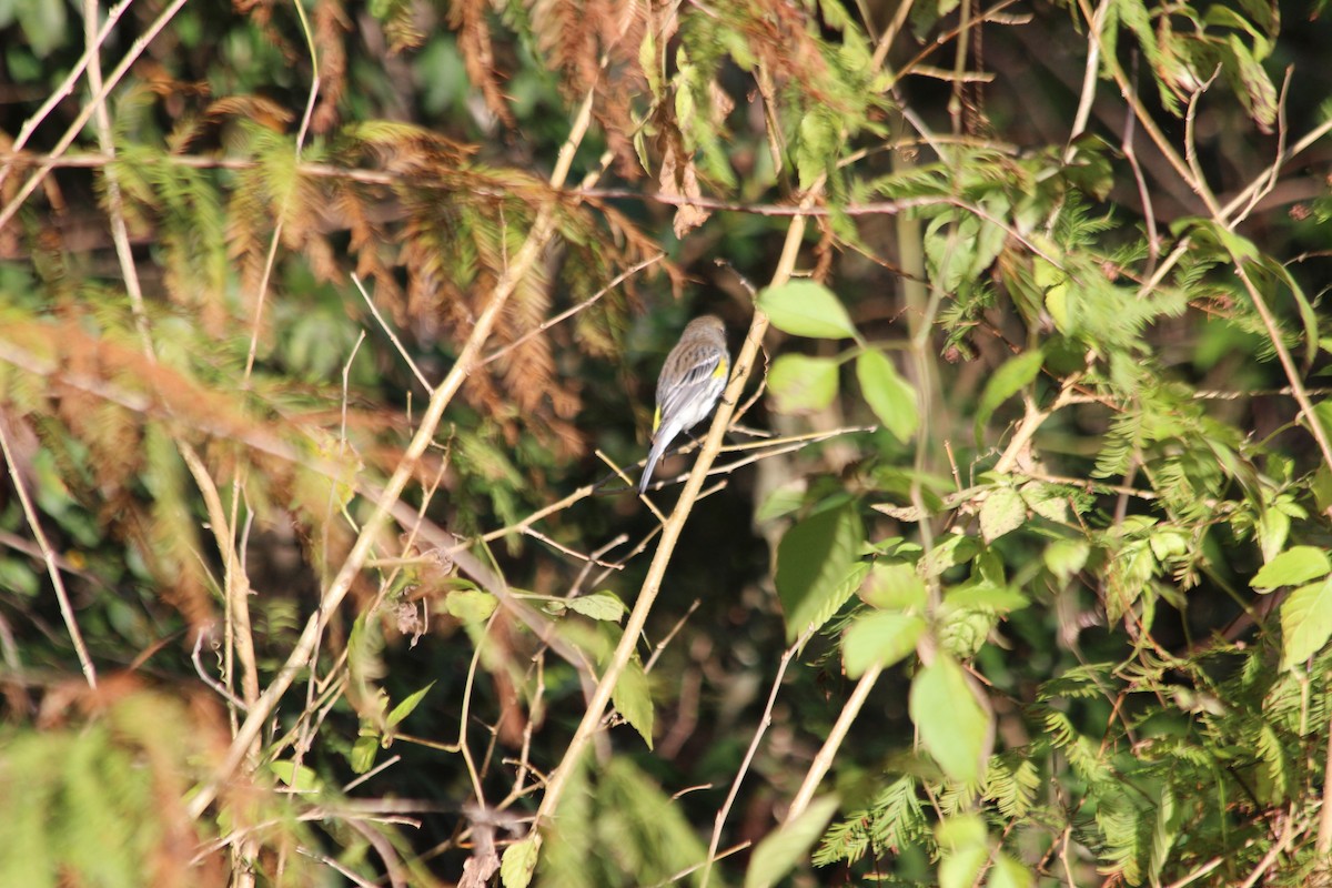 Yellow-rumped Warbler - ML193741021