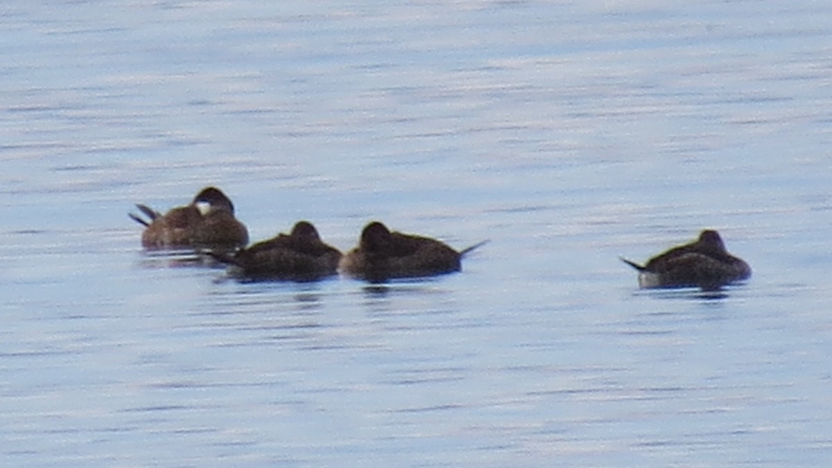 Ruddy Duck - ML193741731