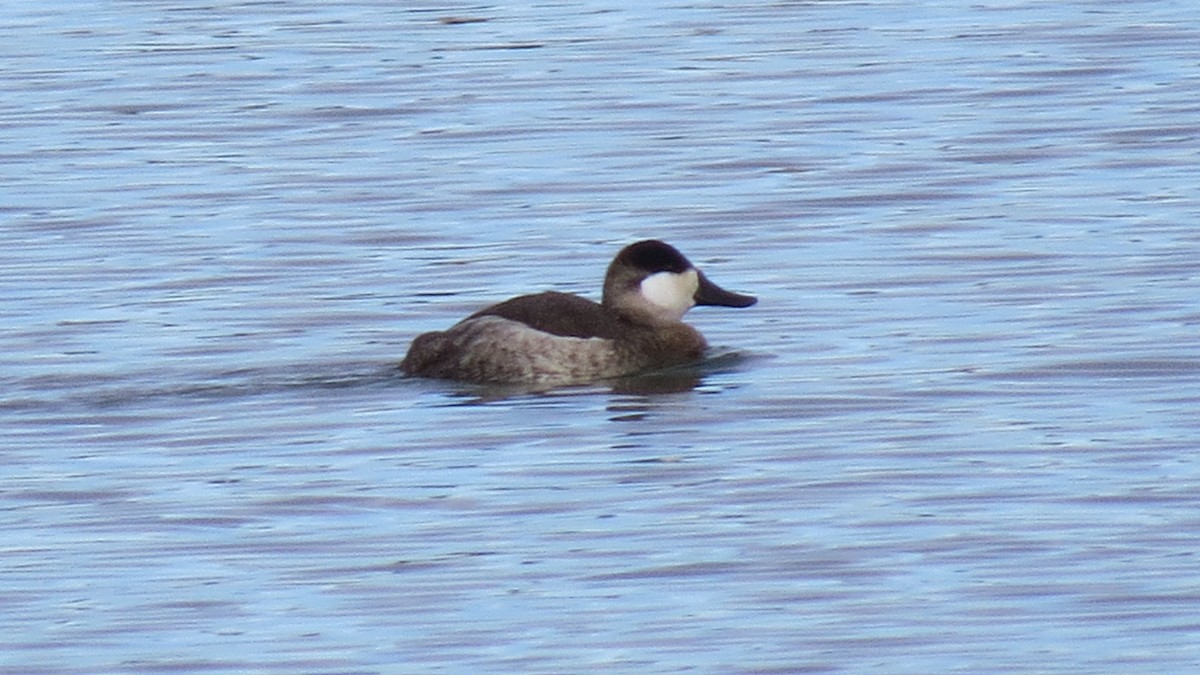 Ruddy Duck - ML193741741