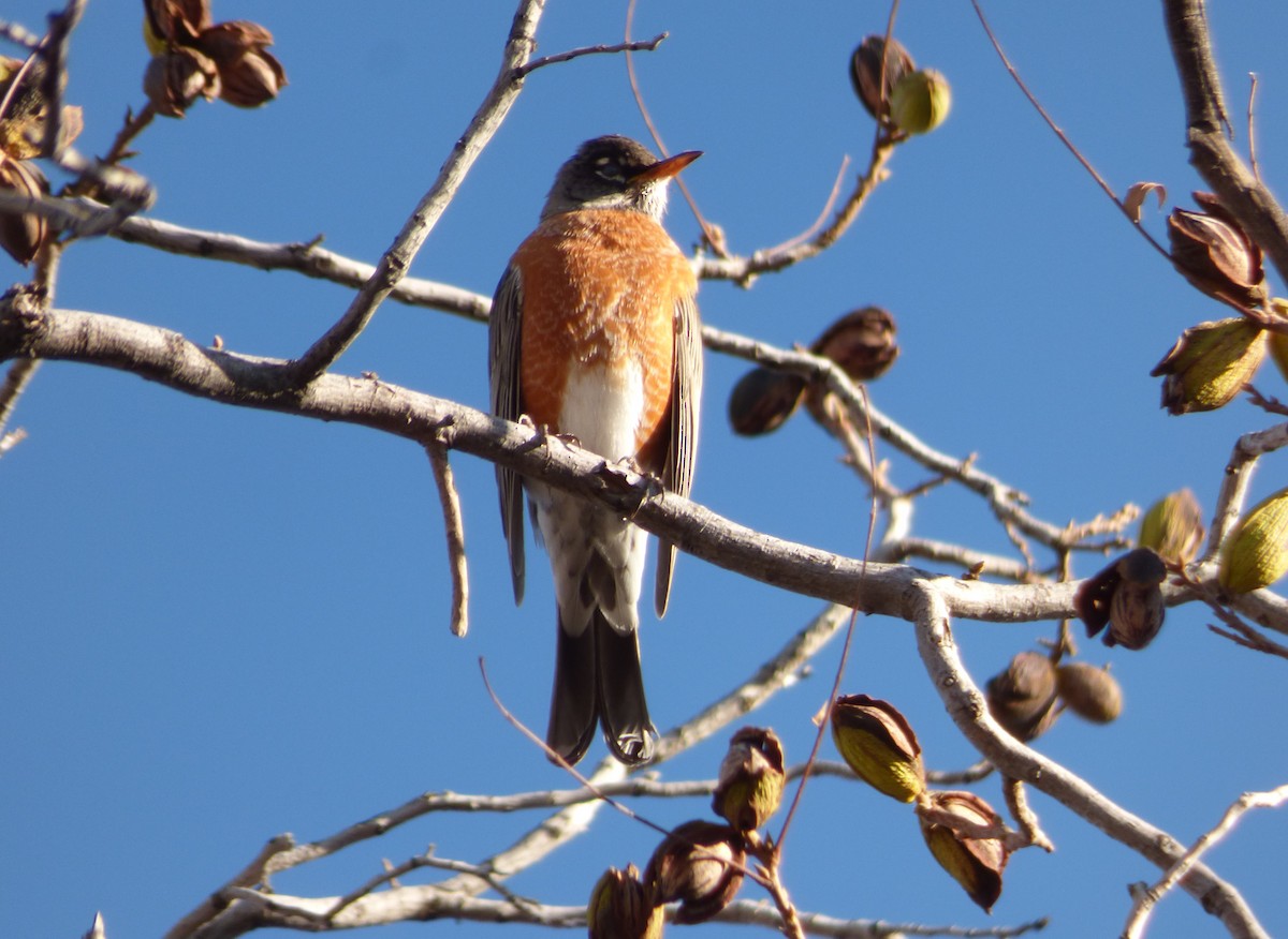 American Robin - ML193741931