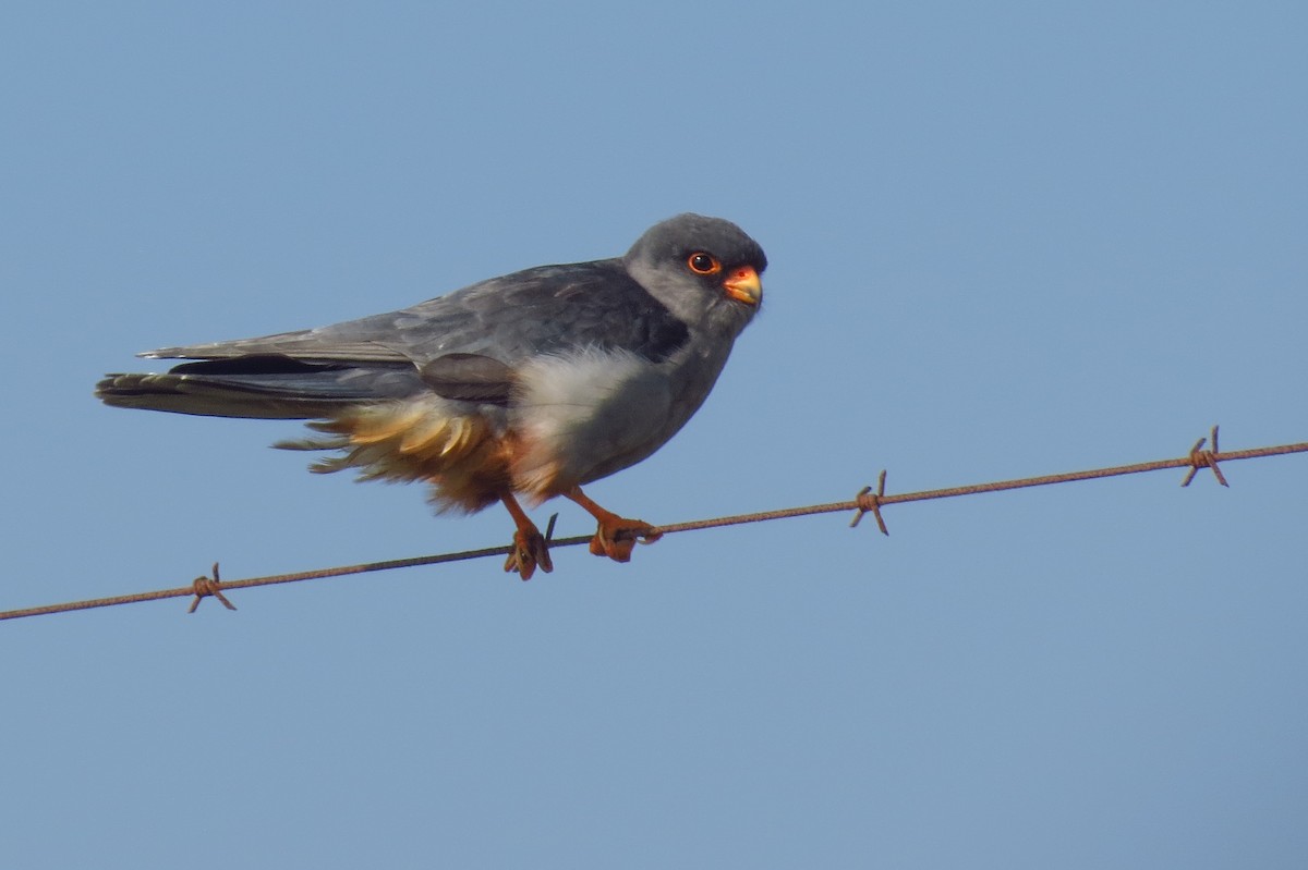 Amur Falcon - ML193741991