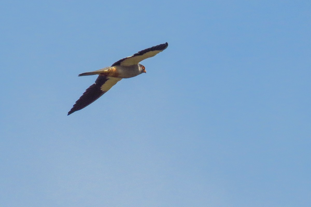 Amur Falcon - ML193742001