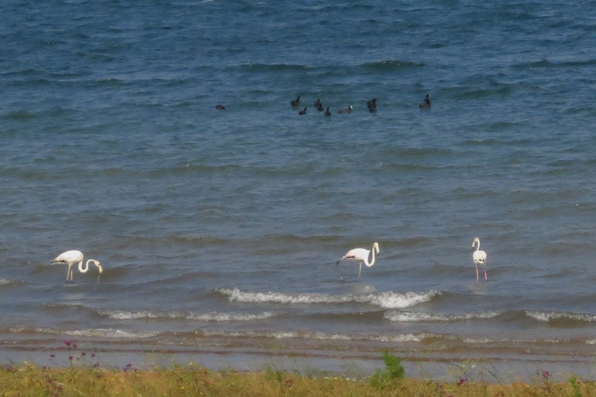 Greater Flamingo - ML193742021