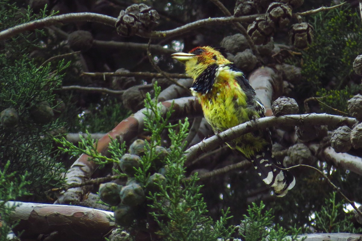 Crested Barbet - ML193742461