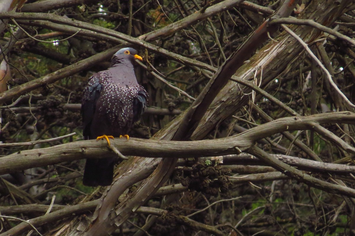 Rameron Pigeon - ML193742561