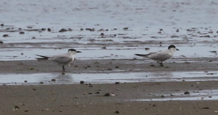 Gull-billed Tern - Frank Mantlik