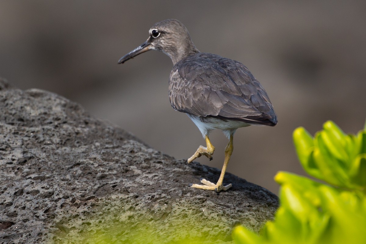 Wanderwasserläufer - ML193743581