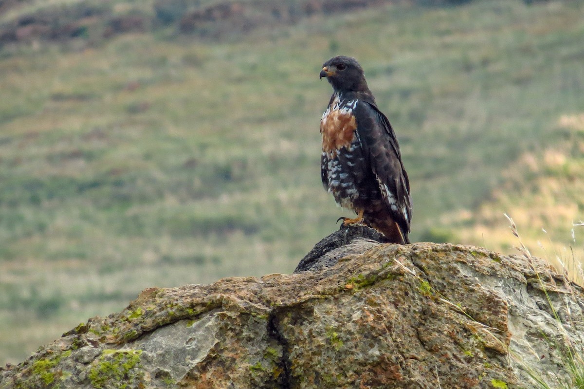 Jackal Buzzard - ML193744681