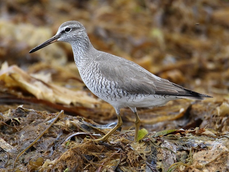 Gray-tailed Tattler - Pavel Parkhaev