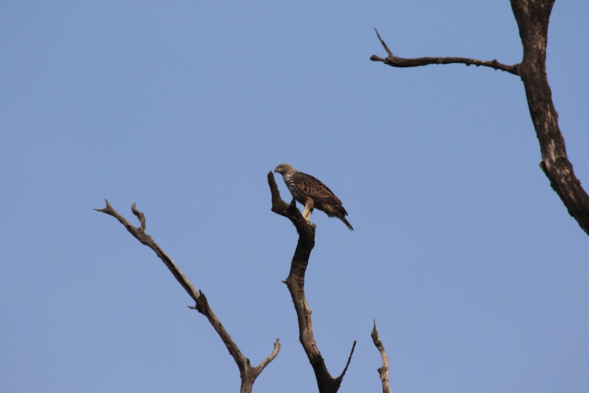 Changeable Hawk-Eagle - ML193746391