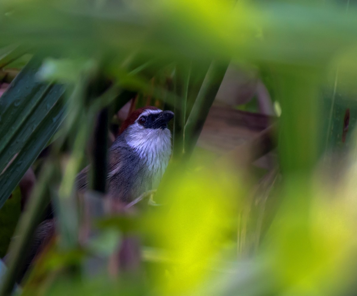 Chestnut-capped Babbler - ML193748611