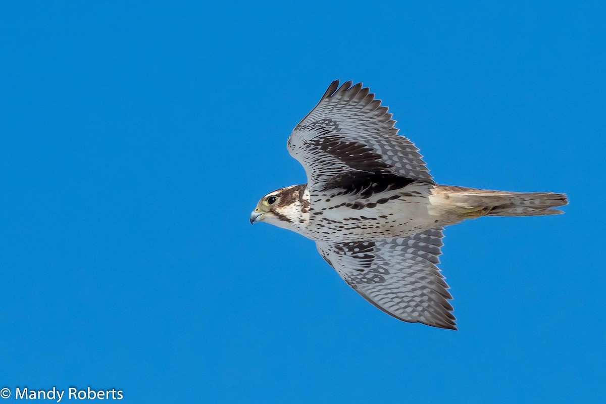 Prairie Falcon - Mandy Roberts