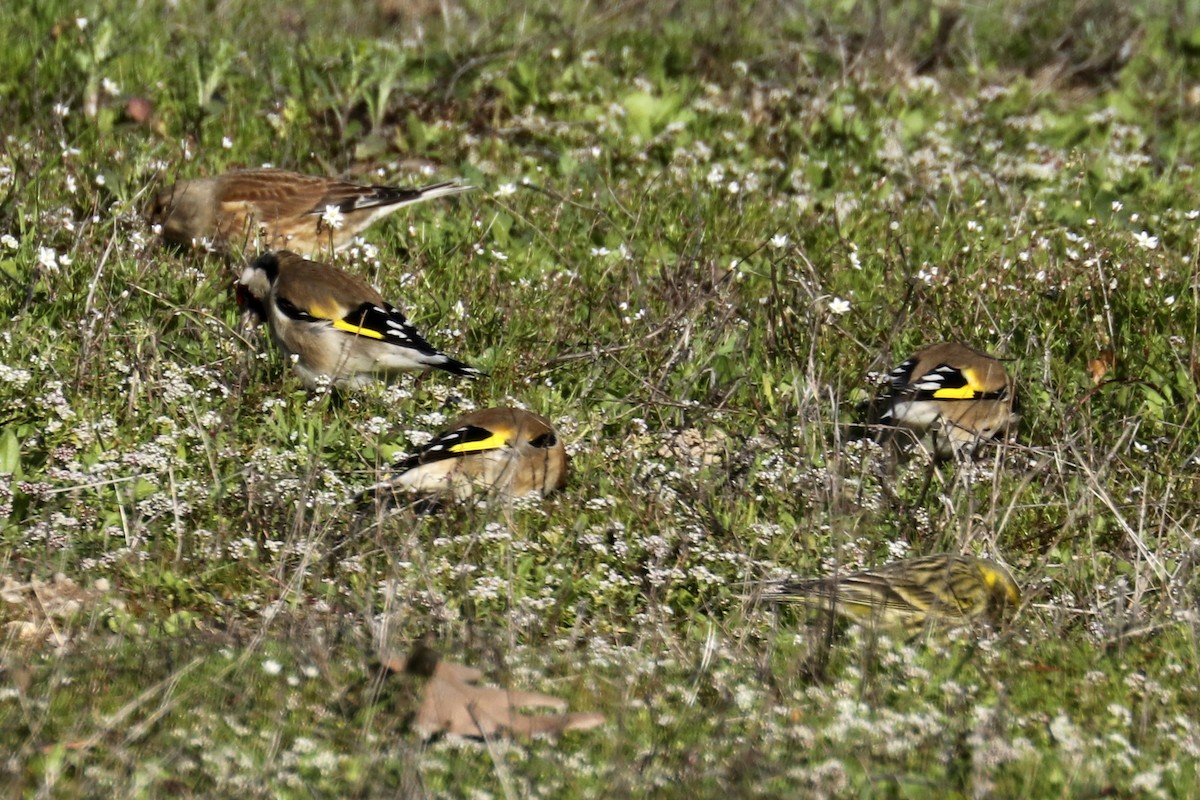 European Serin - Francisco Barroqueiro